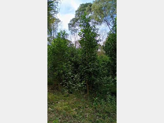 Venda de Fazenda/Sítio no Colônia Rio Vermelho - União da Vitória - Paraná-PR - Digital Imóveis