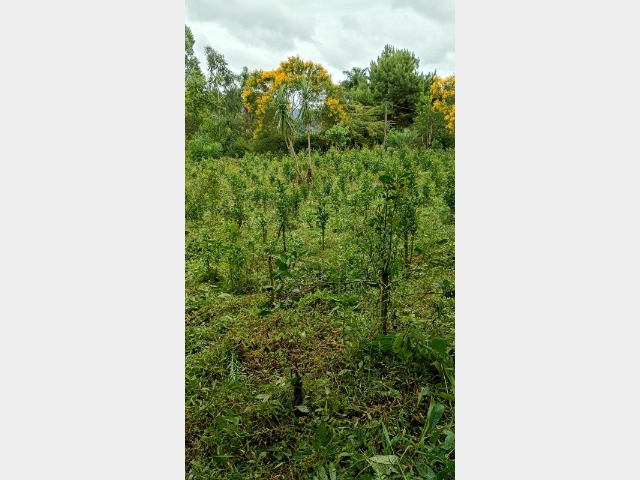 Venda de Fazenda/Sítio no Colônia Rio Vermelho - União da Vitória - Paraná-PR - Digital Imóveis