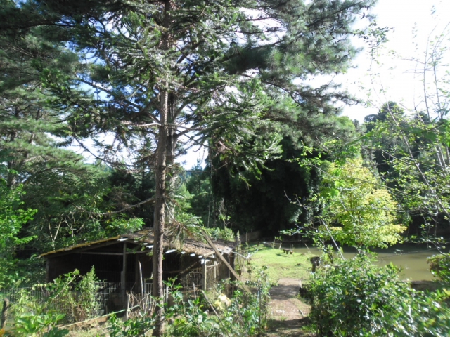 Venda de Fazenda/Sítio no Bela Vista - Porto União - Santa Catarina-SC - Digital Imóveis Venda de Fazenda/Sítio no Bela Vista - Porto União - Santa Catarina-SC - Digital Imóveis